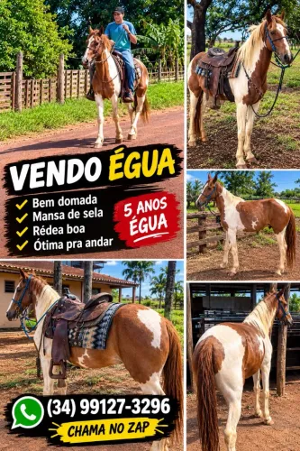 Manga larga
