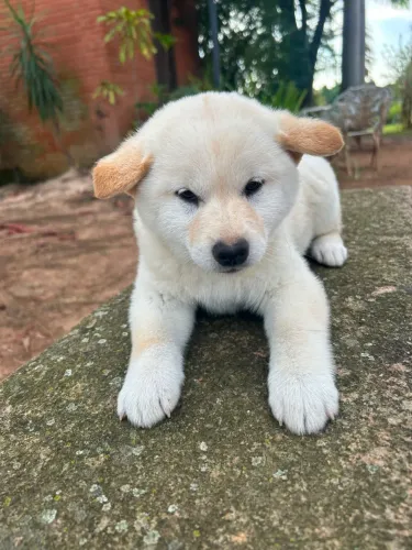 Filhotes de Shiba  