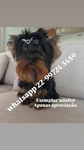 Yorkshire micro terrier com pedigree!