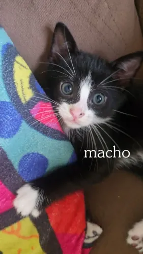 Doação de gato