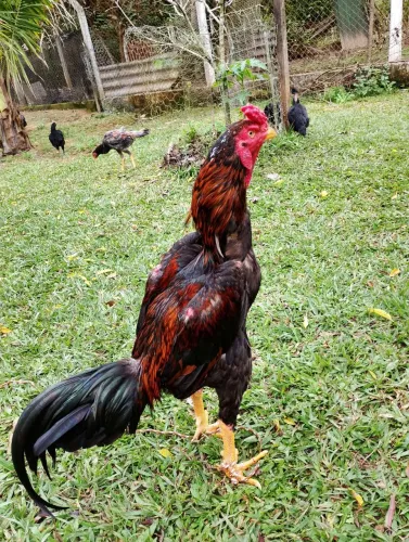 Galo