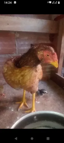 Franga mestiça ,e pintinho