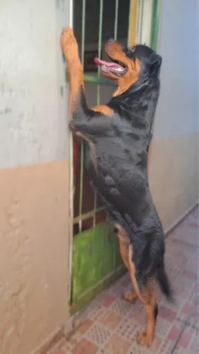 ROTTWEILER MACHO CRUZAR