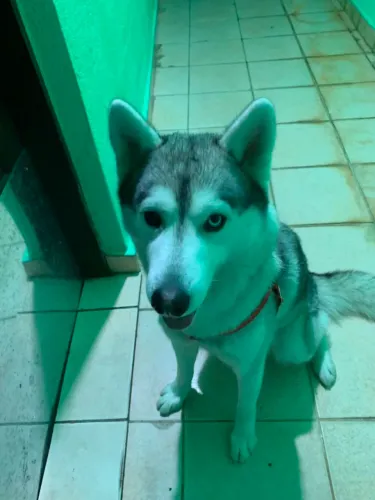 Doa-se Husky Siberiano Fêmea