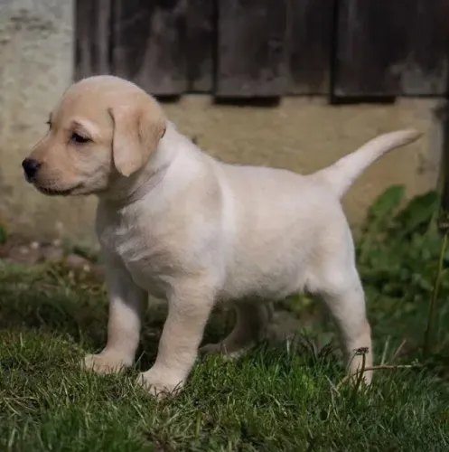 Labrador Um amigo que reconhece seu carinho