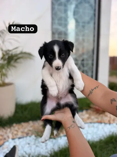 Border collier fêmea e macho!
