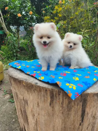 Vendo cachorro spitz alemão anã 