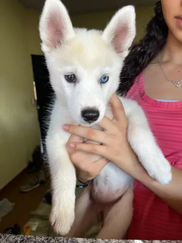 Filhotes de husky siberiano