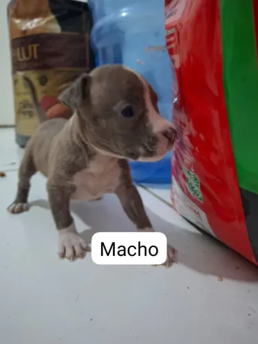 Filhotes de Pit Monster + American Bully