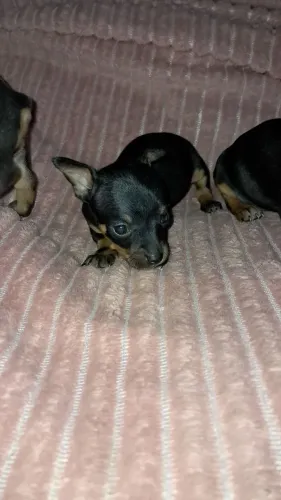 Pinscher fêmea 