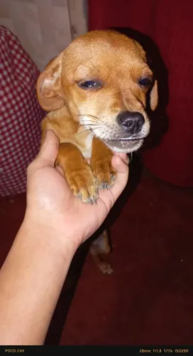 Doa-se filhote de cachorrinha