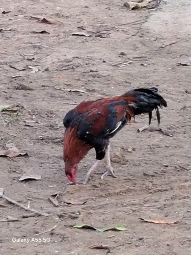 Galo galinha frango 