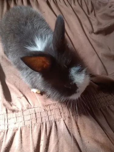 Vendo lindos coelhos