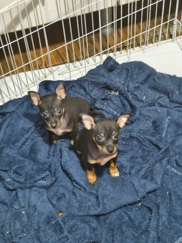 PINSCHER N°0 a 1.Vacinados e vermifugados(47) 9 *