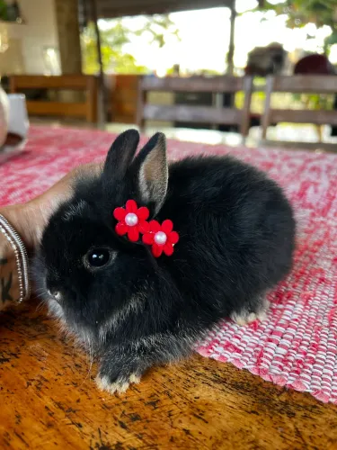 Coelhos Mini Lion