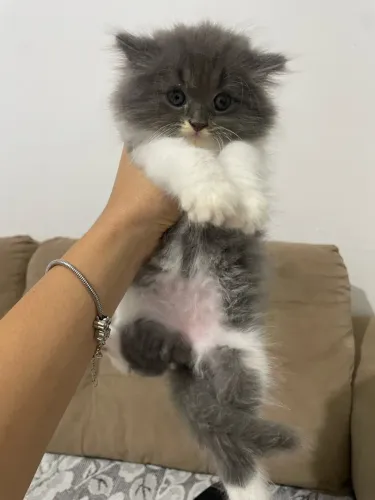Gato persa macho