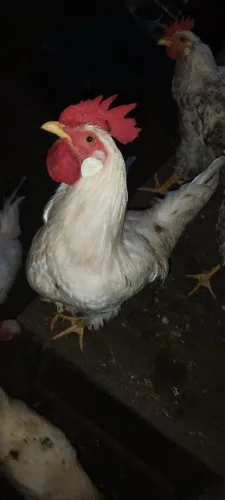 Vendo esses franguinho da raça lerigorn