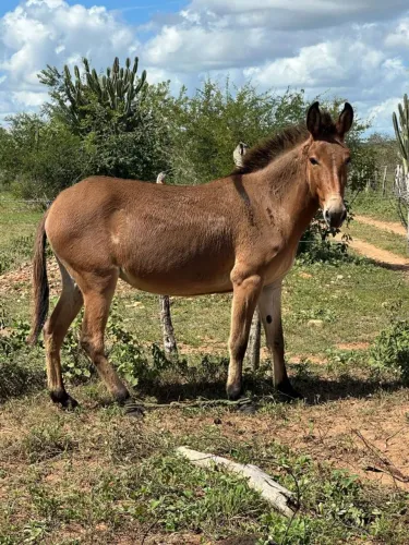 Venda de animais 