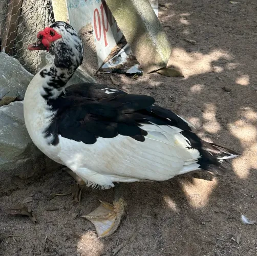 Casal de pato muscovy