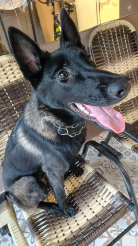 PASTOR BELGA DE MALINOIS