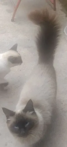 Gato siamês marrom macho 
