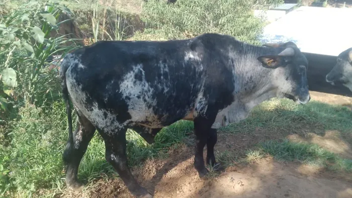 Bezerros gêmeos para carro de boi
