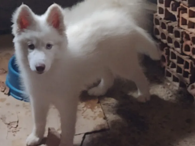 Husky siberiano fêmea branca