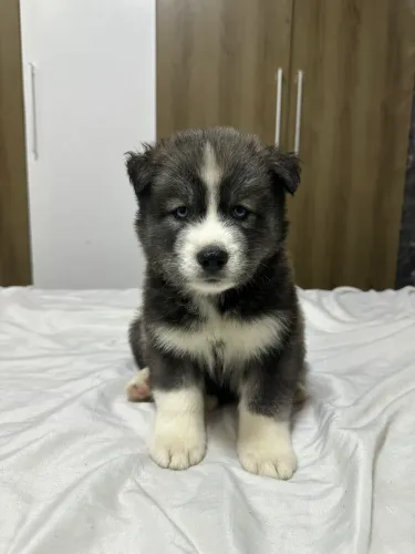 Vendo huscky siberiano 