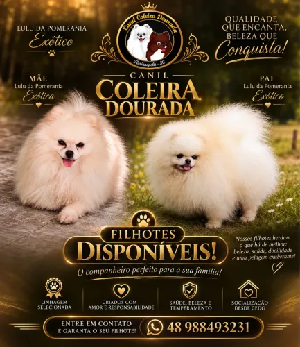 Filhotes disponíveis