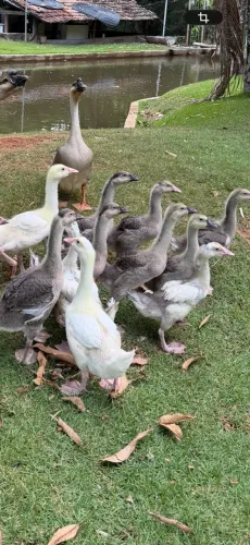 Ganço filhotes