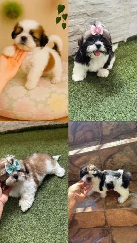 Shih Tzu