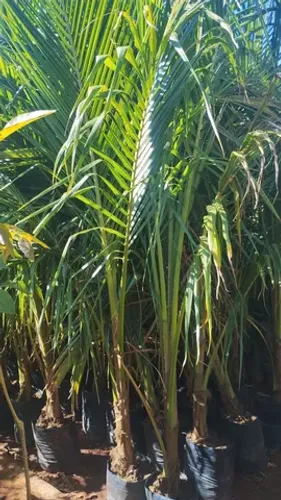 Mudas de coco anão 2 metros  de planta 
