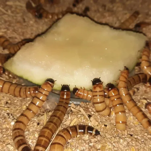 Tenebrio desidratado