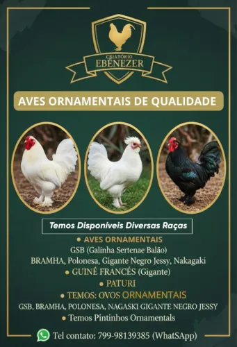 Galinhas ( GSB , BRAMHA , POLONESA , NAGASAKI,  GUINÉ FRANCÊS 
