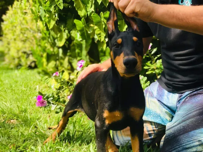 Doberman Europeu Filhotes