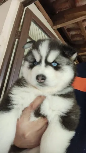 husky siberiano