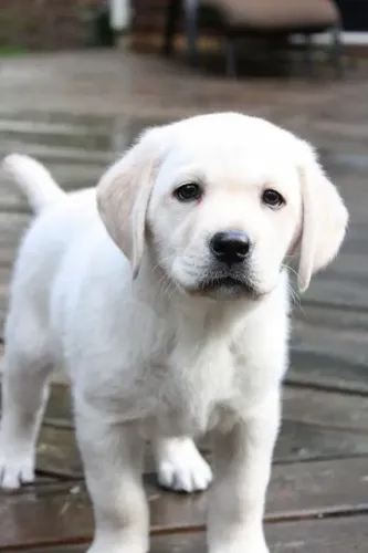 Filhote de Labrador - Puro e Adorável!