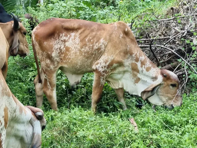 Tourinhos gir leiteiro 