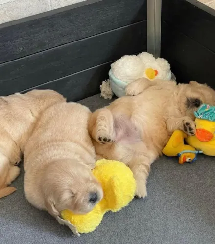 Filhotes de Golden Retriever | Filhotes perfeitos e adoráveis!