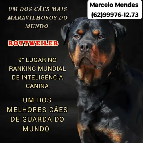 Alugamos cachorros de guarda e segurança para obras, empresas e residências.