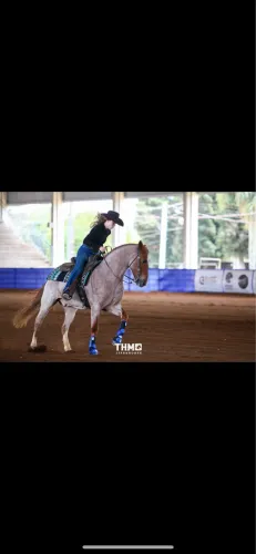 Cavalo crioulo a venda 