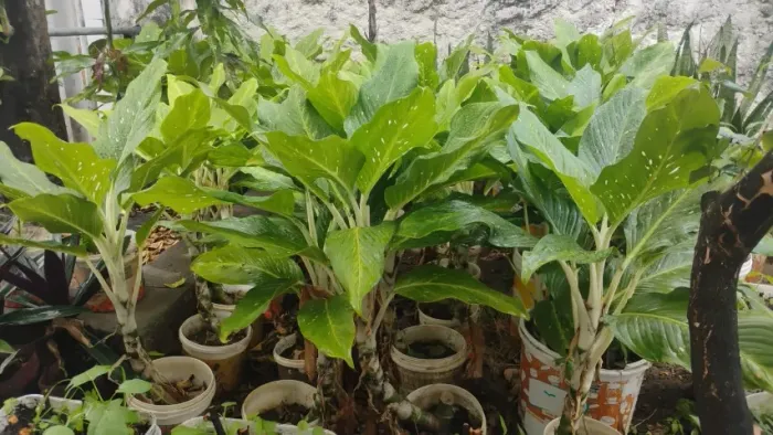 Comigo ninguém pode, planta. Várias de 10,00 e 20,00 reais, no balde.