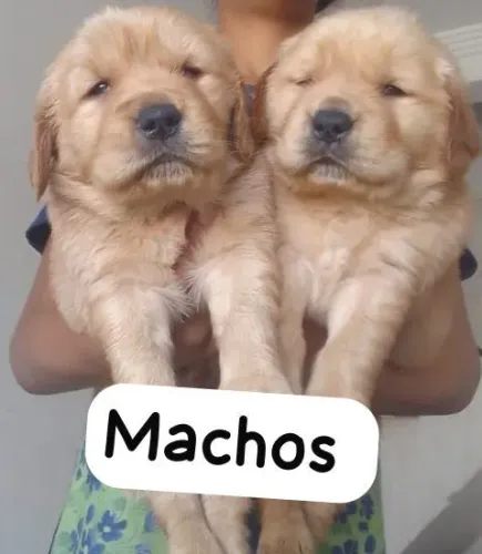 Golden Retriever - companheiro dócil e fiel para toda a vida!