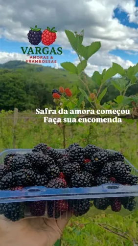 Amoras