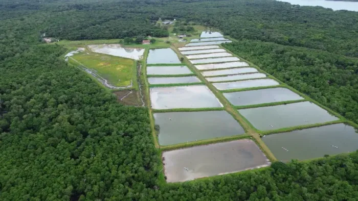 fazenda de criação de camarão em Curuça no Pará,podendo criar  peixes, energia solar, 22 t