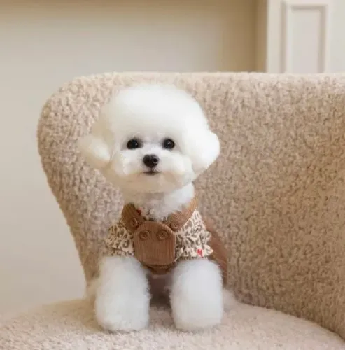 Filhote de Bichon Frisé à venda! 