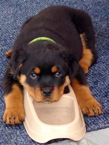 Filhote Rottweiler afora tomor água