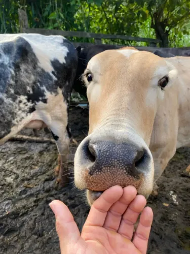Vacas leiteira