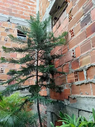 Planta árvore de Natal