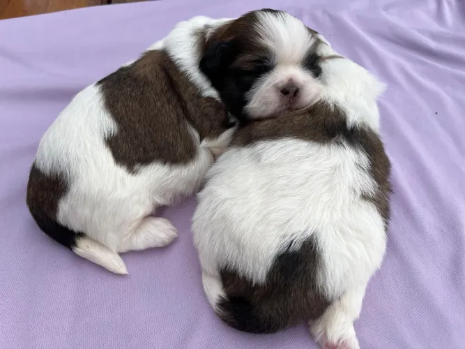 Casal shihtzu disponível para venda 